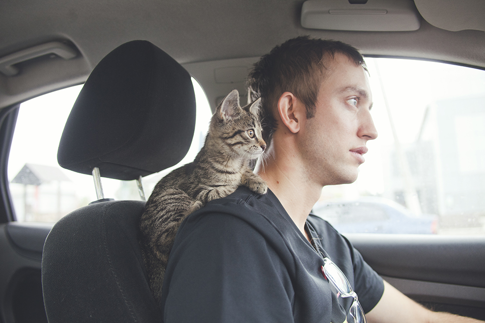 Кошка в авто