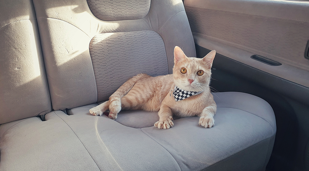 Кошка на сиденье авто